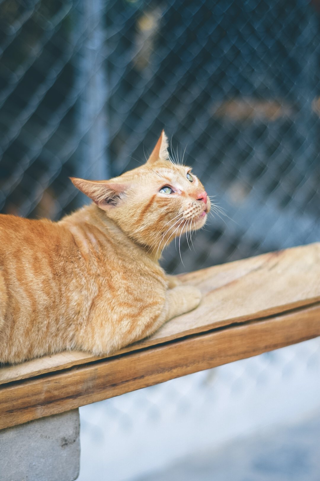 Gato anaranjado recostado sobre una tabla de madera mirando hacia arriba